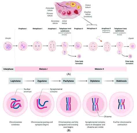 Meiosis in Humans .